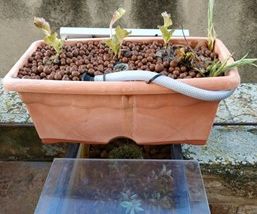 Solar Aquaponic System