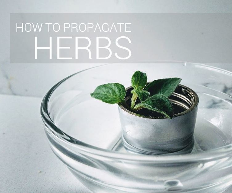 How to Propagate Herbs