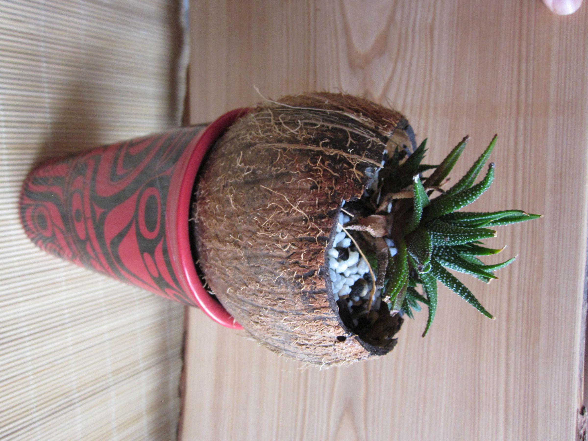 Coconut Planter 8 Steps (with Pictures) Instructables