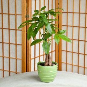 Visit the Plant Blogs to Help You Become One With Nature
