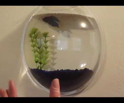 How I Bond With My Betta Fish