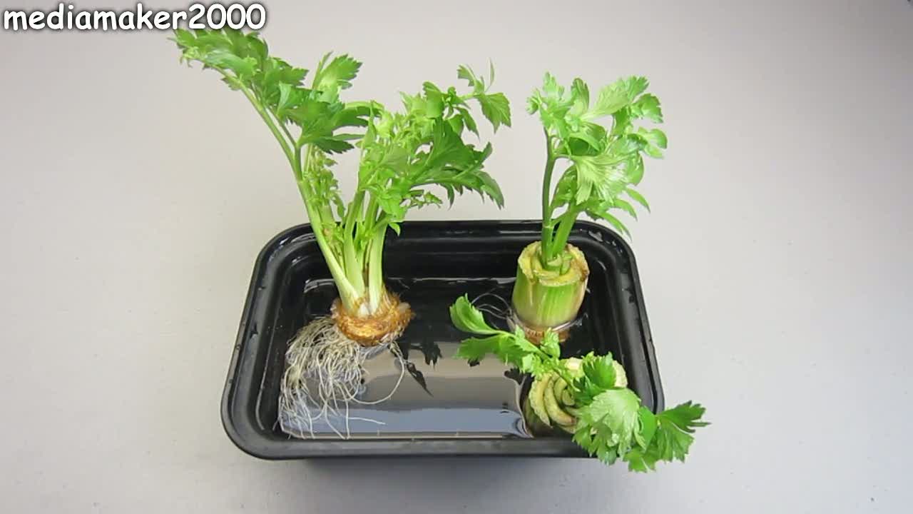 How to Regrow Celery the Celery Regrew Roots! Instructables