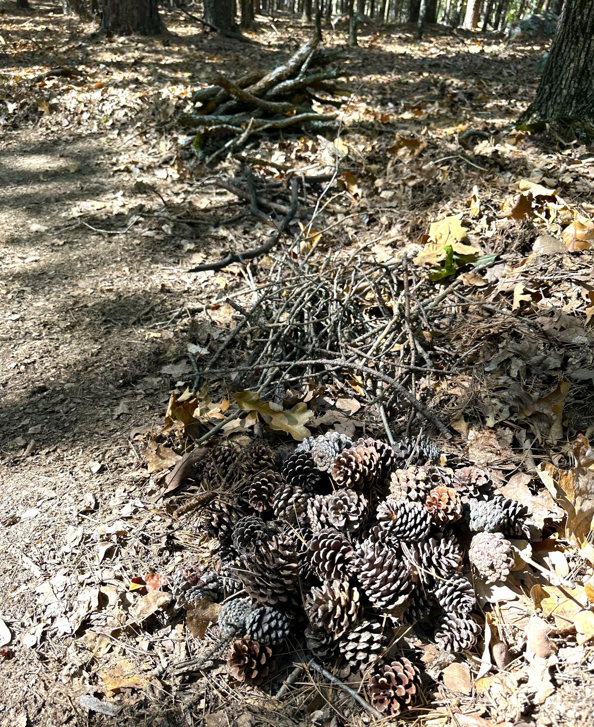 How to Build a Campfire Safely 6 Steps (with Pictures) Instructables