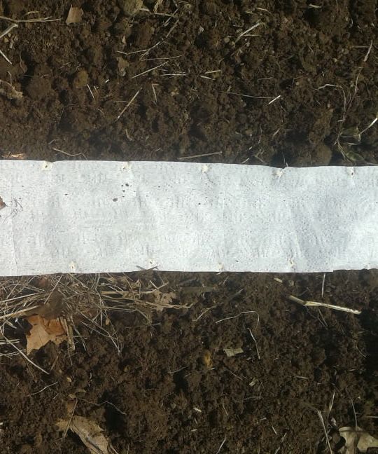 Making Seed Tape