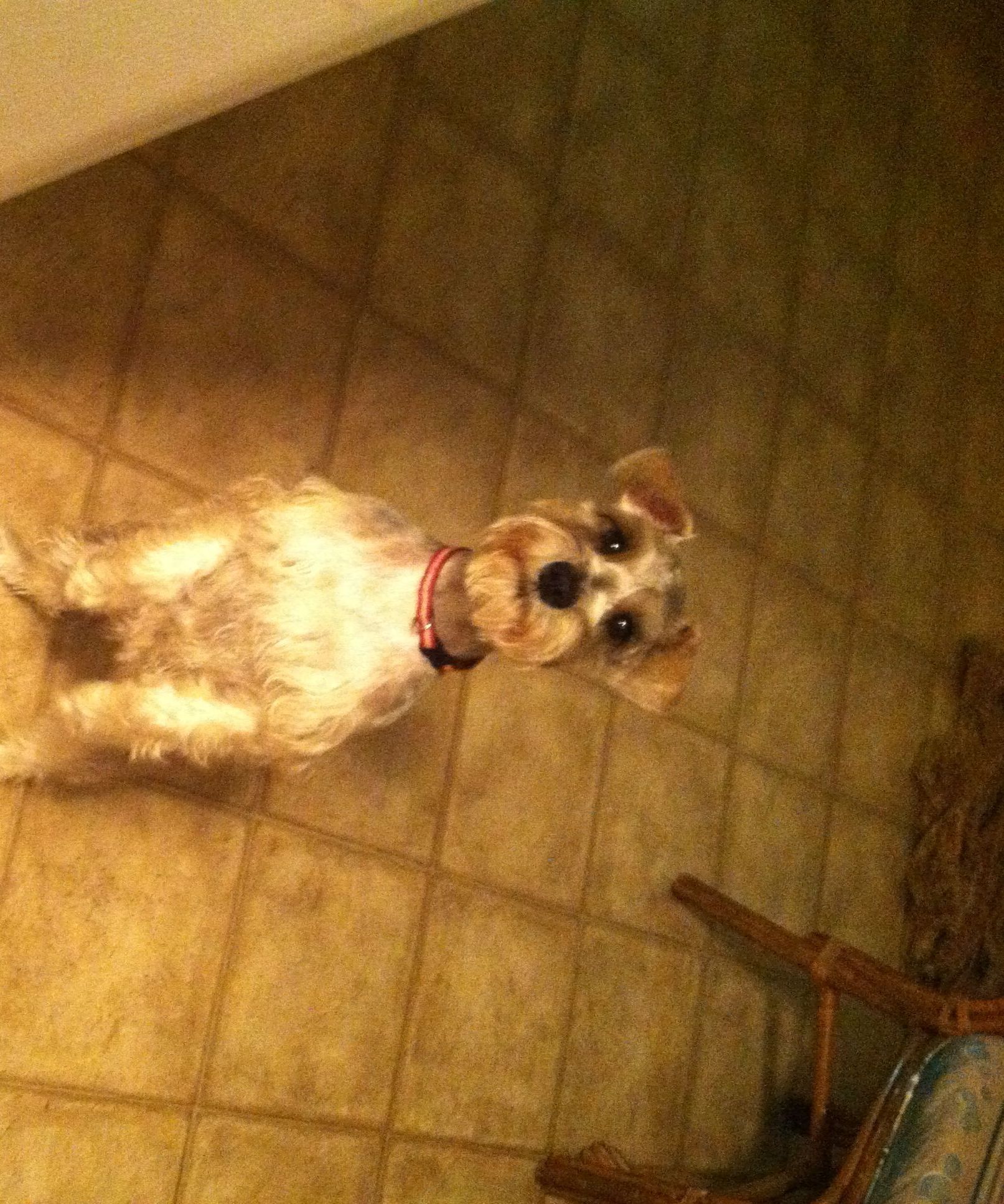 How to Potty Train a Puppy
