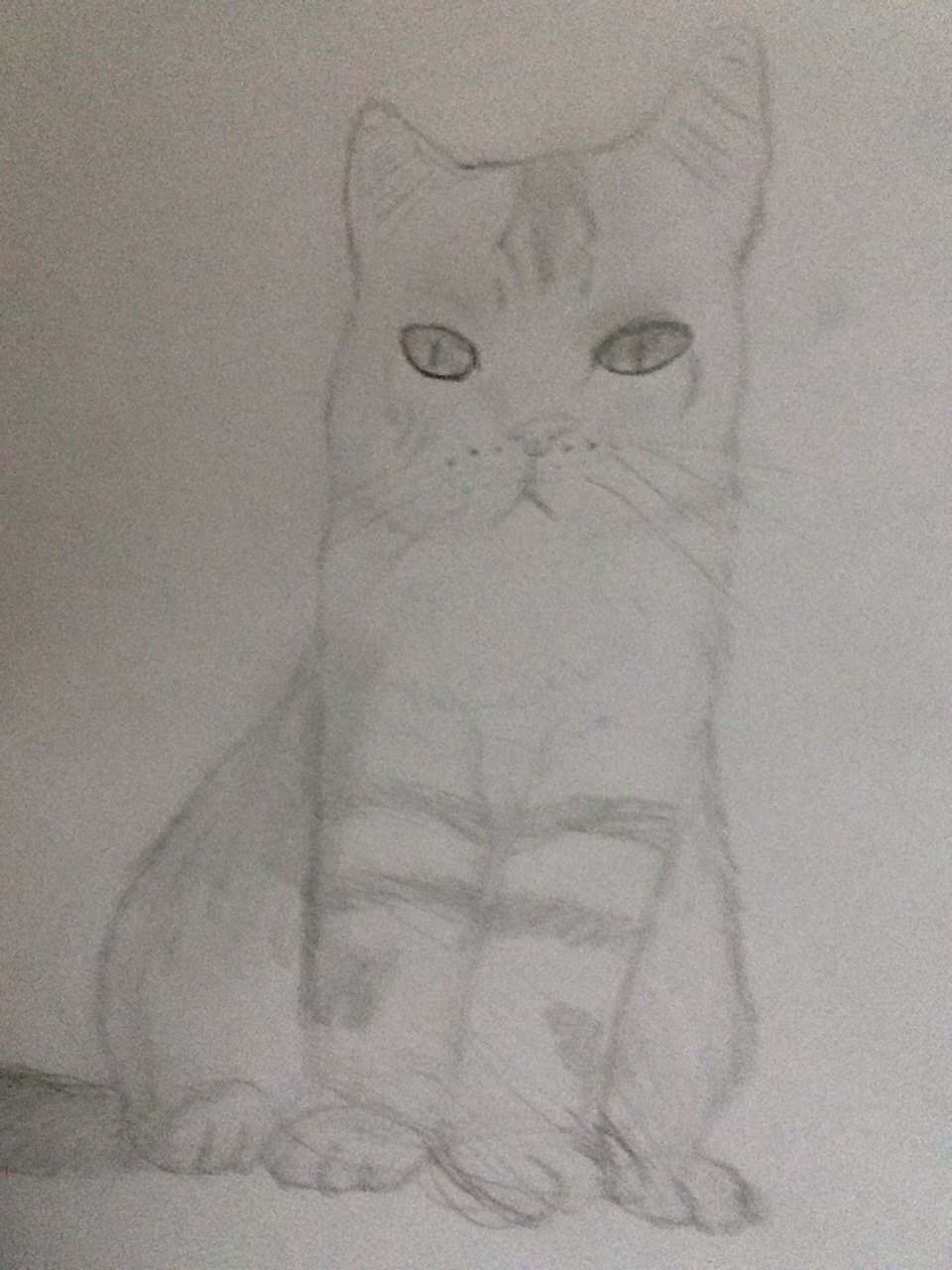 Drawing Kitties!!!