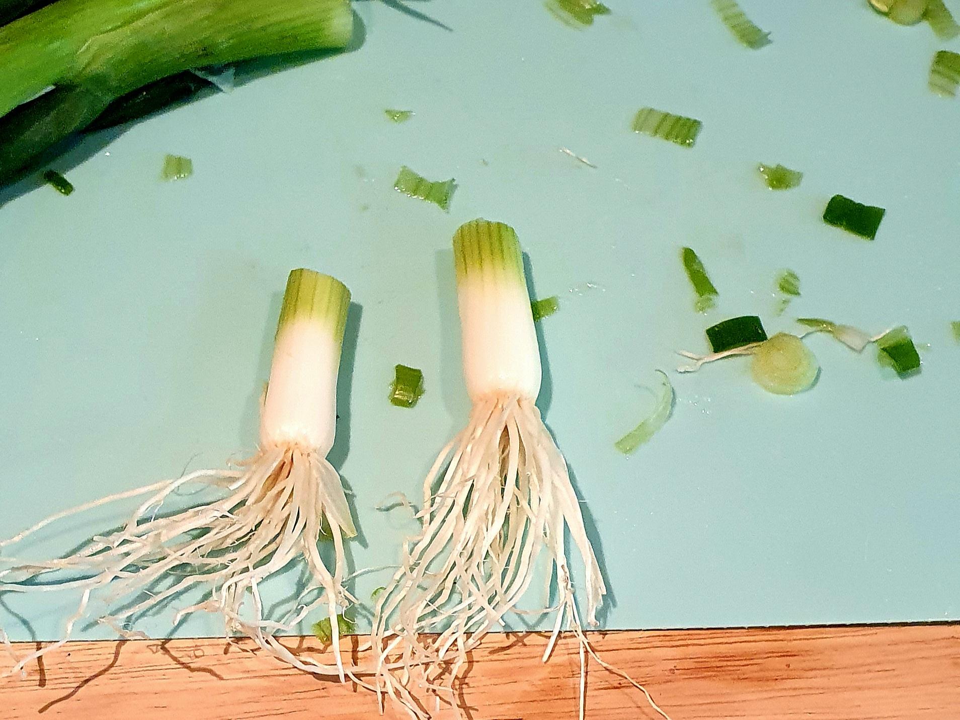 Regrowing Spring Onions 8 Steps (with Pictures) Instructables