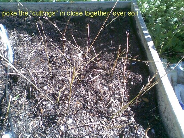 Cats Dont Use My Garden As a Toilet!