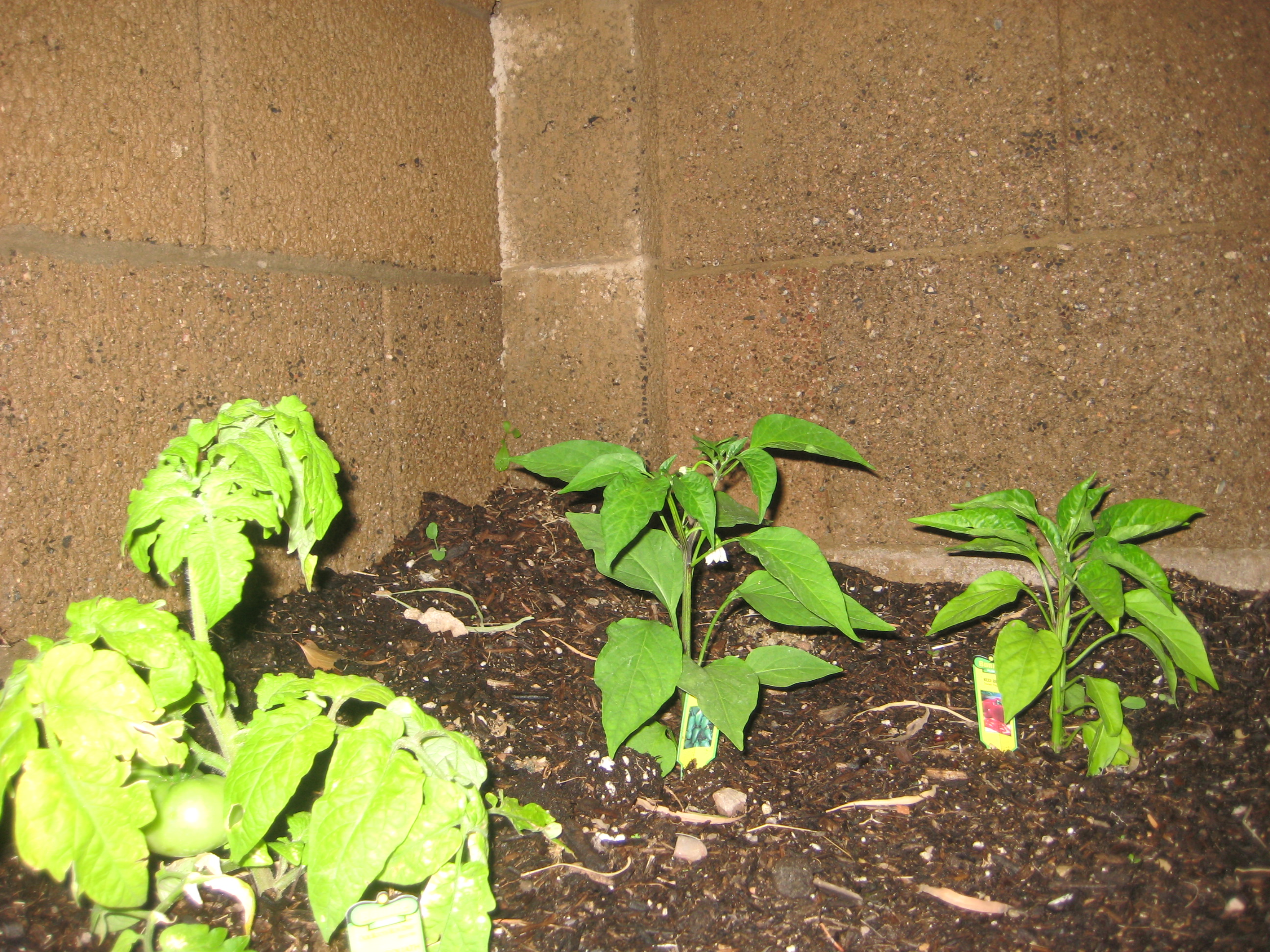 How to Make a Toilet Paper Roll Planter 6 Steps Instructables