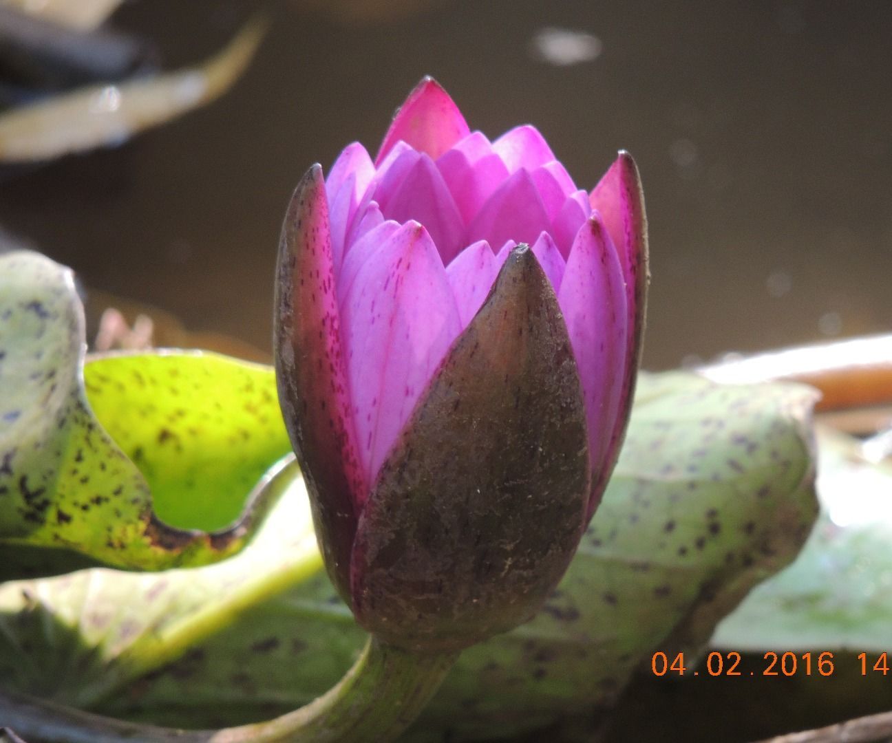 Home Made Lotus Pond
