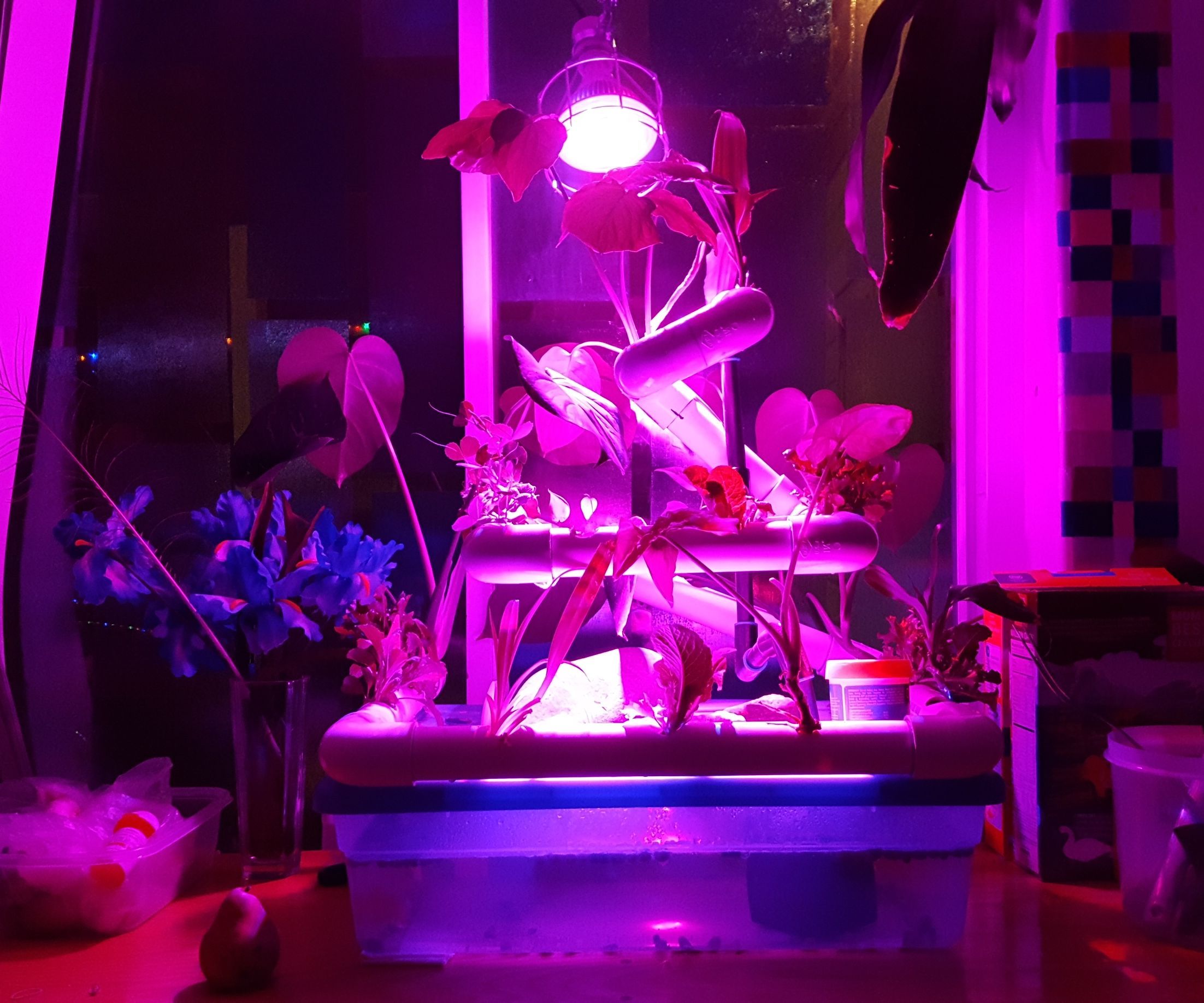 Table Top Hydro/Aqua-ponic Display