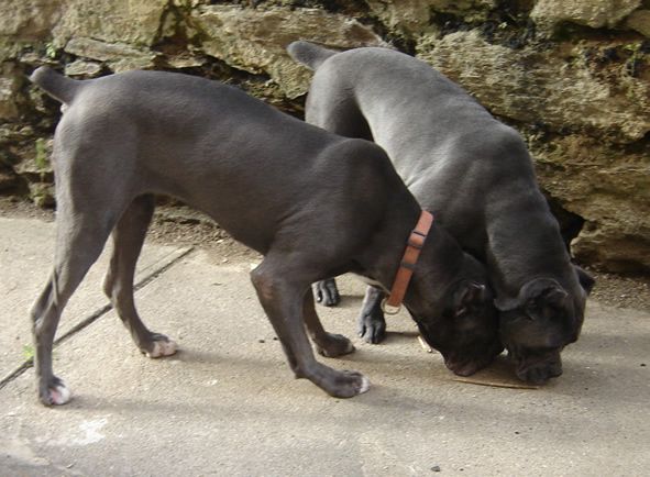 Cane Corso Descendant of the Roman War Dogs