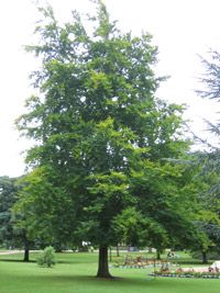 Identifying Beech Trees
