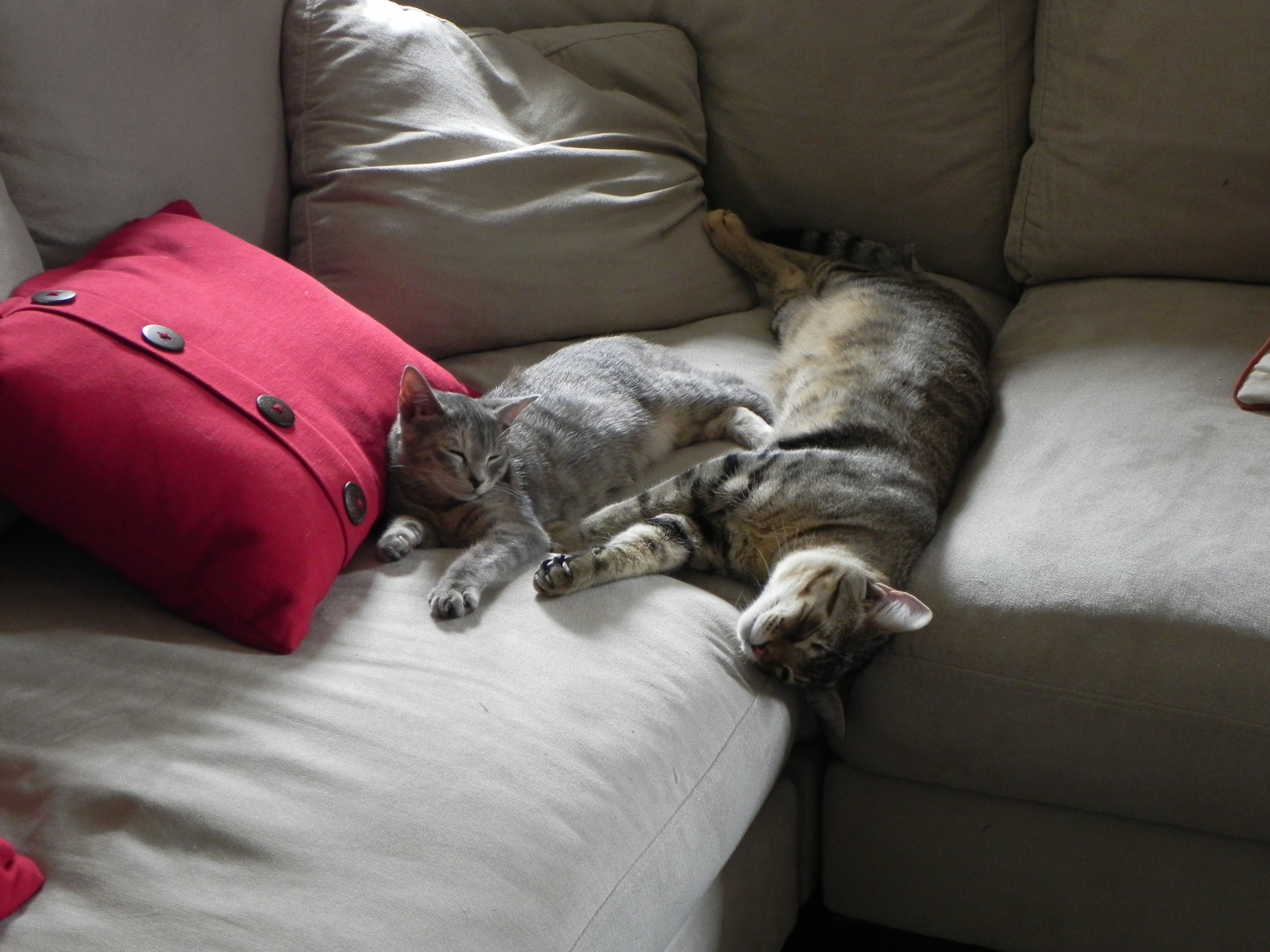 Litter Box Closet Conversion 5 Steps (with Pictures) Instructables