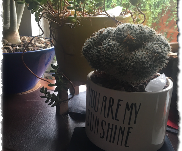 Indoor Watering (minus the Mess)