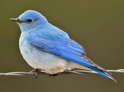 Decorate Bluebirds 
