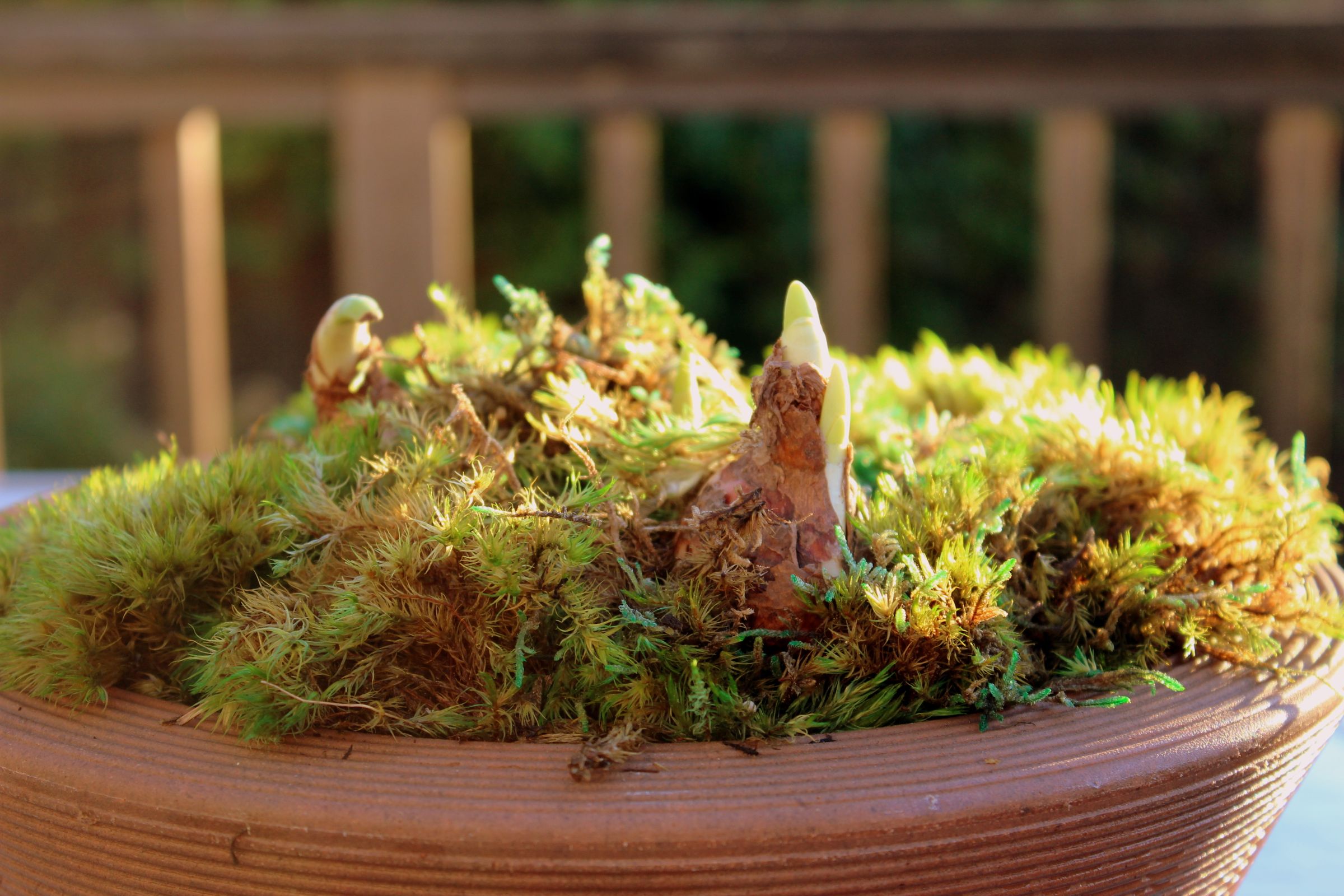 Grow a Pot of Bulbs for the Holidays