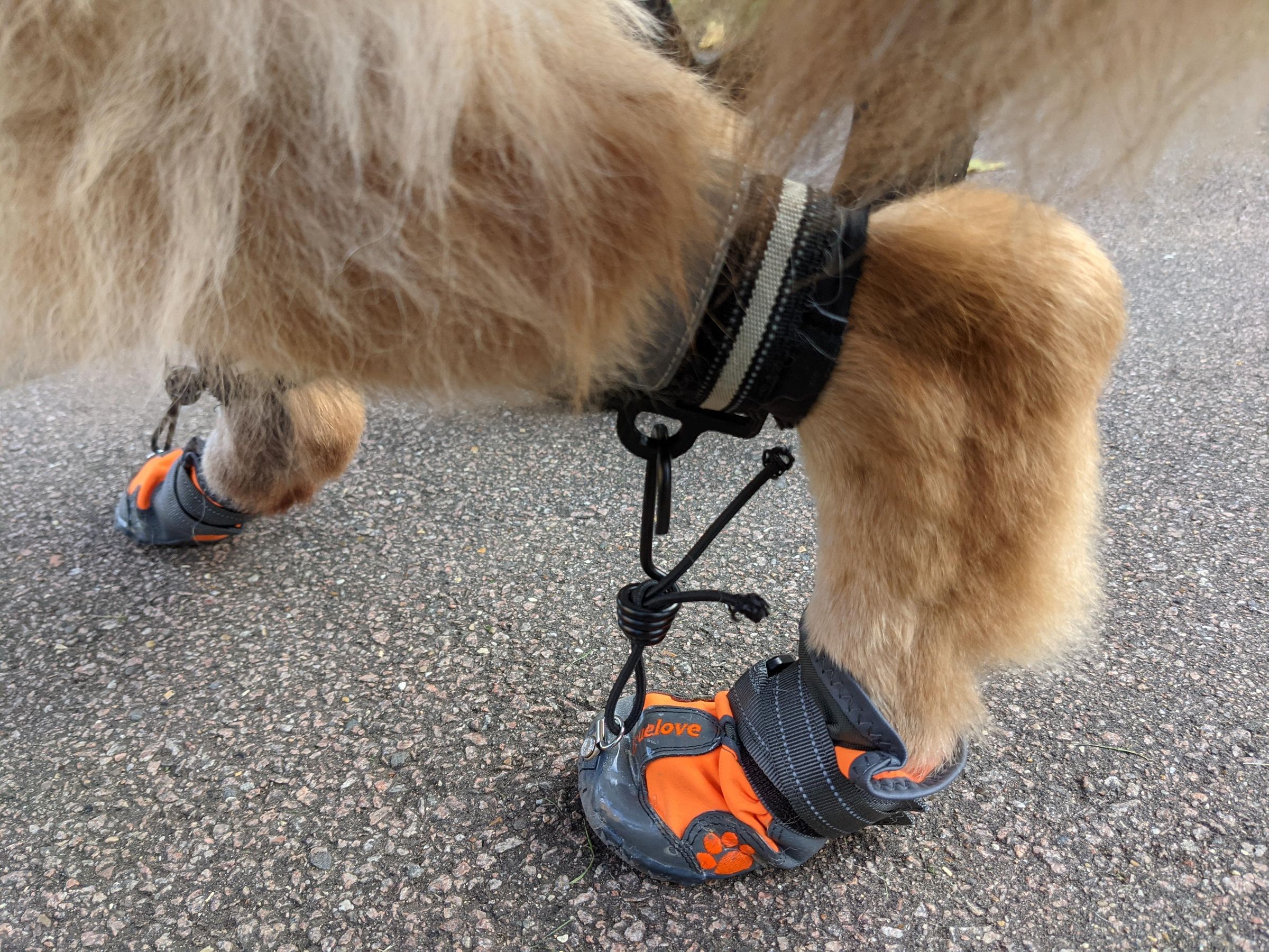 AntiKnucking Shoes for Dogs With Degenerative Myelopathy 7 Steps