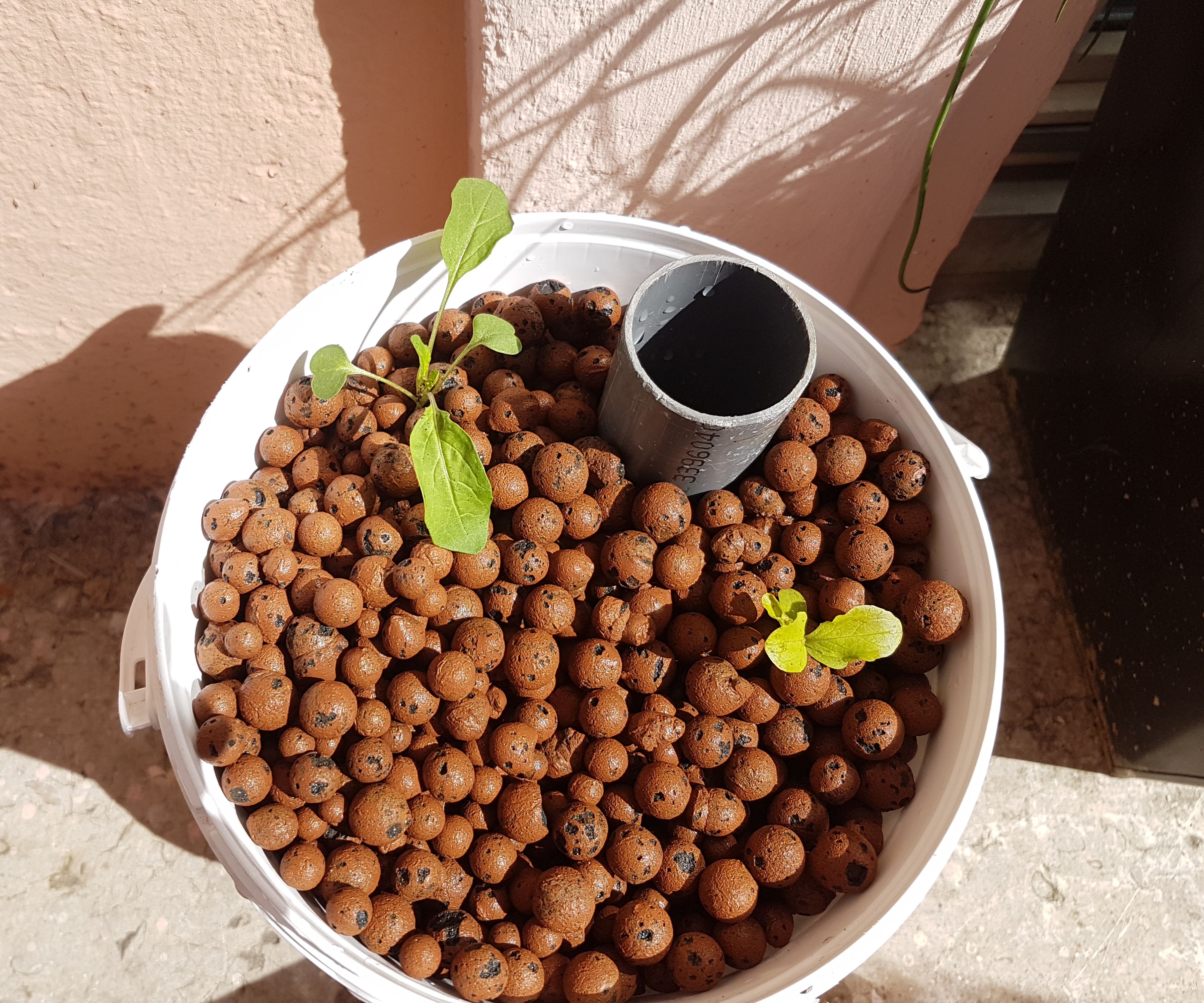 First-timer Hydroponic: the Wick System Incl. Vermiponics and Major Fail