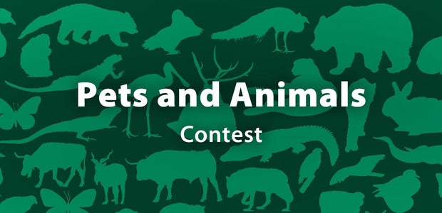 Pets and Animals Contest