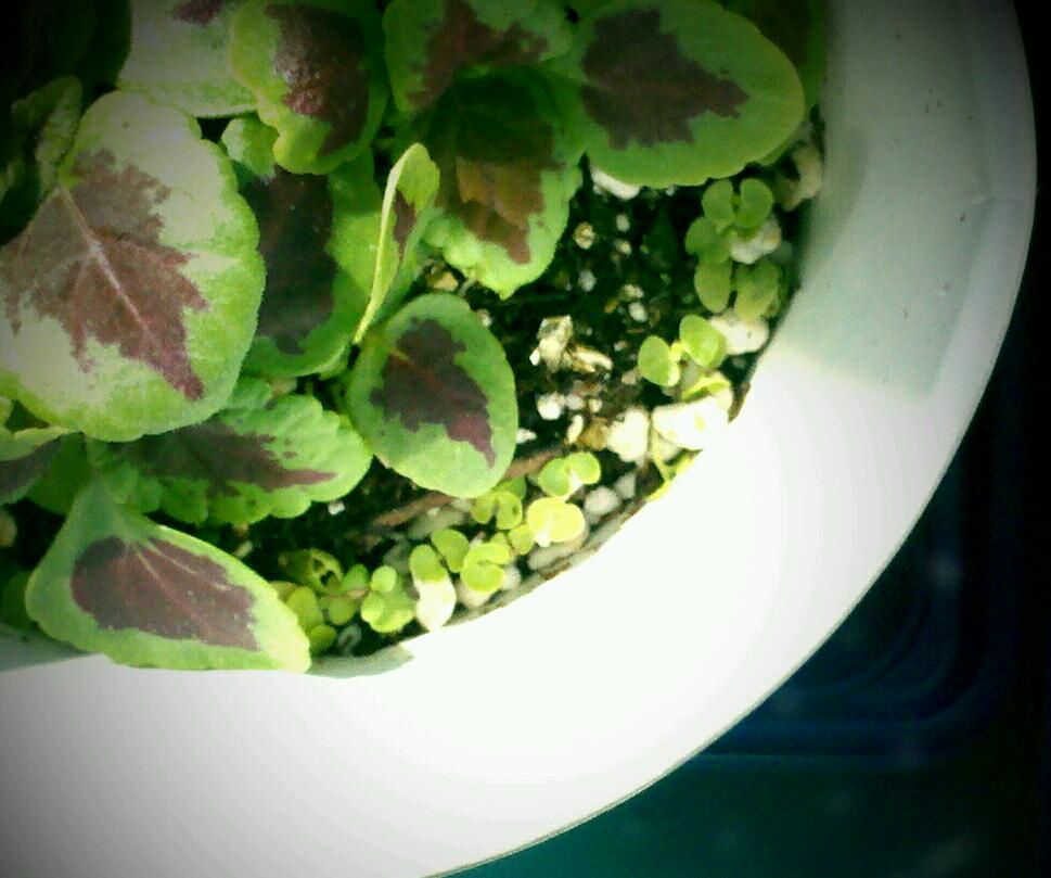 nyc windowsill garden