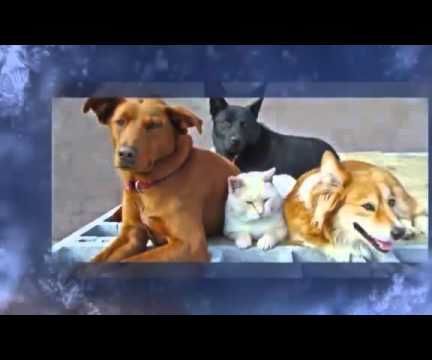 How Much Is Dog Insurance