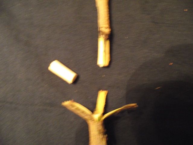 Four Flap Pecan Graft.