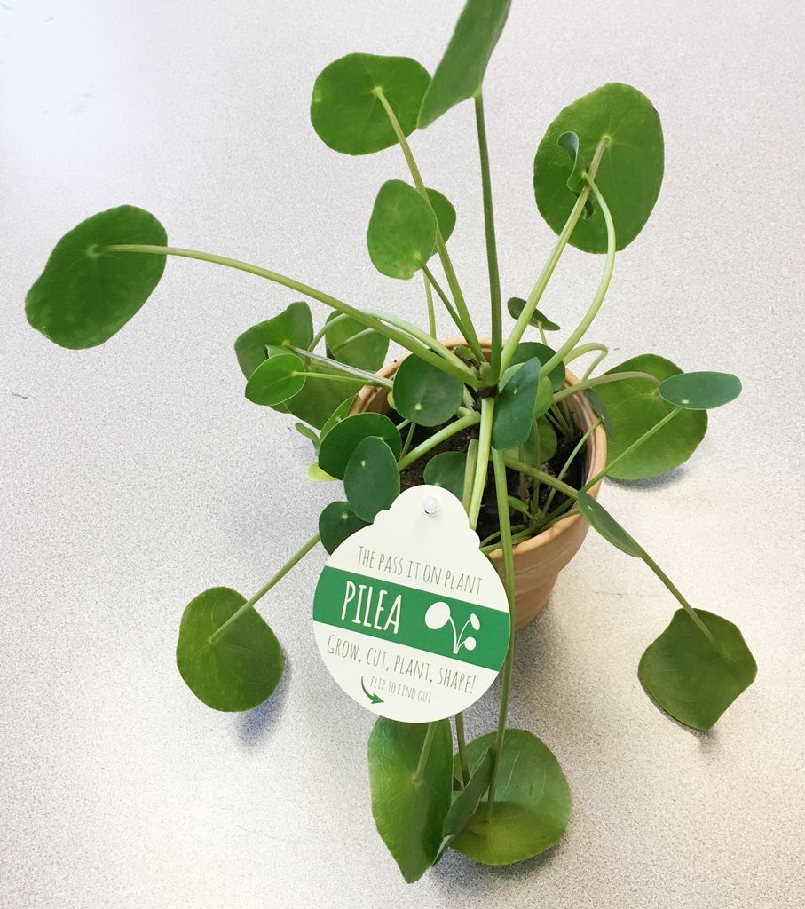 Googly Eyes Planter 3 Steps (with Pictures)