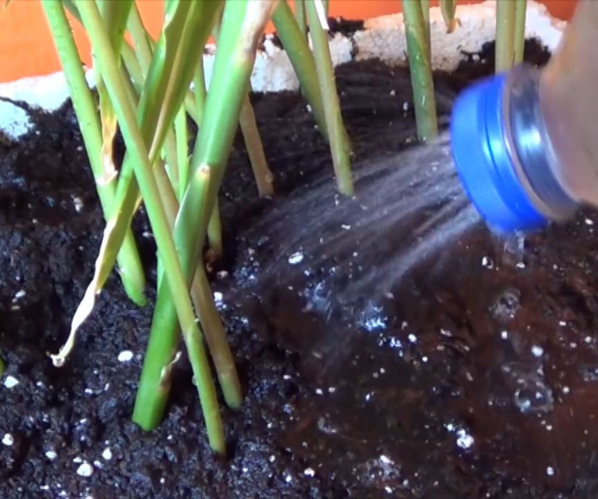 Cuidados Y Riegos Del Jengibre En Maceta