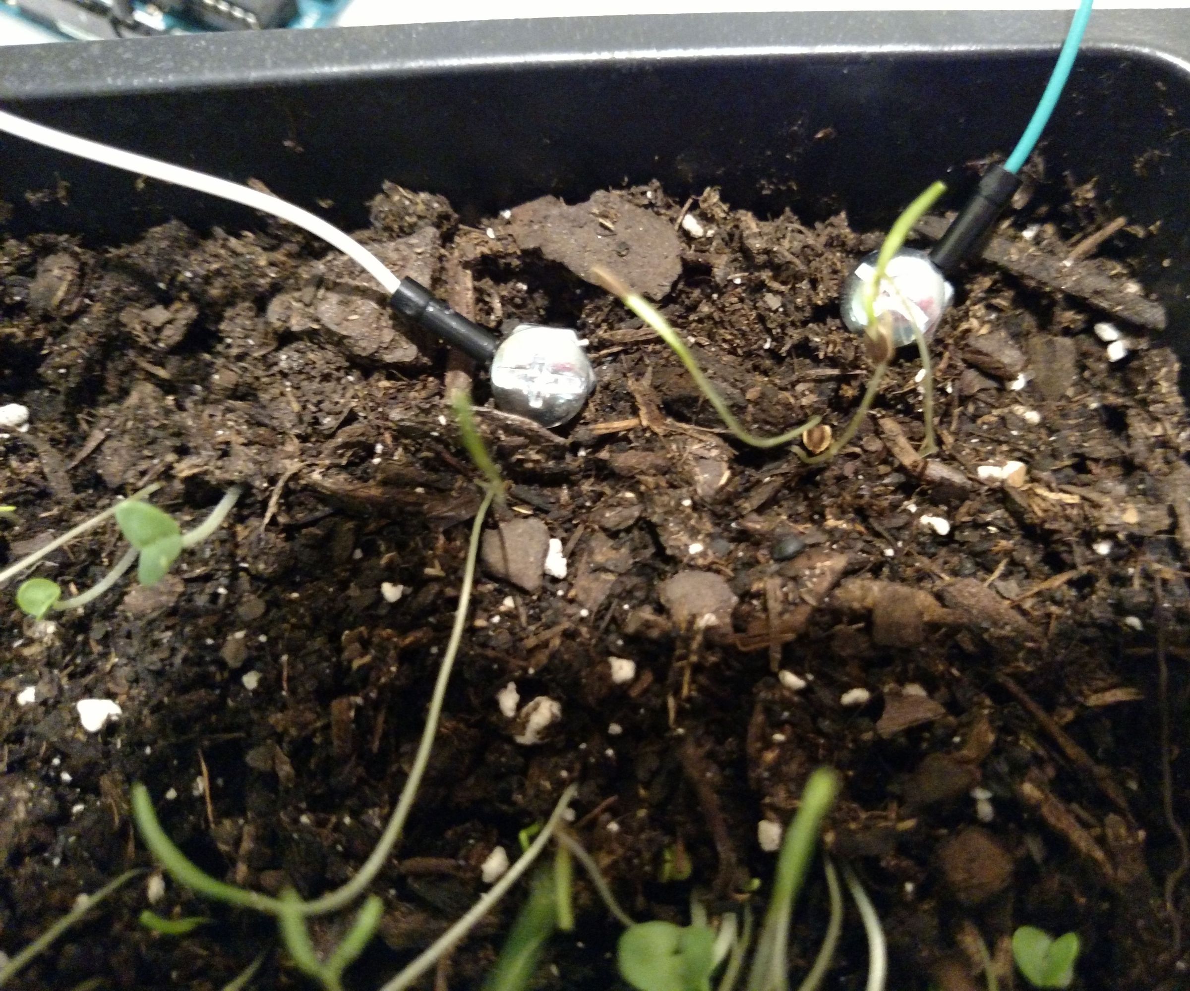 DIY Plant Moisture Sensor W/ Arduino
