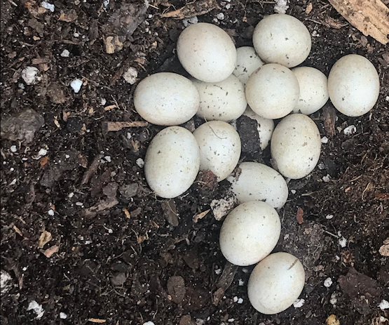 Monitoring a Lizard Terrarium Using Adosia IoT WiFi Controller + Motion Detect