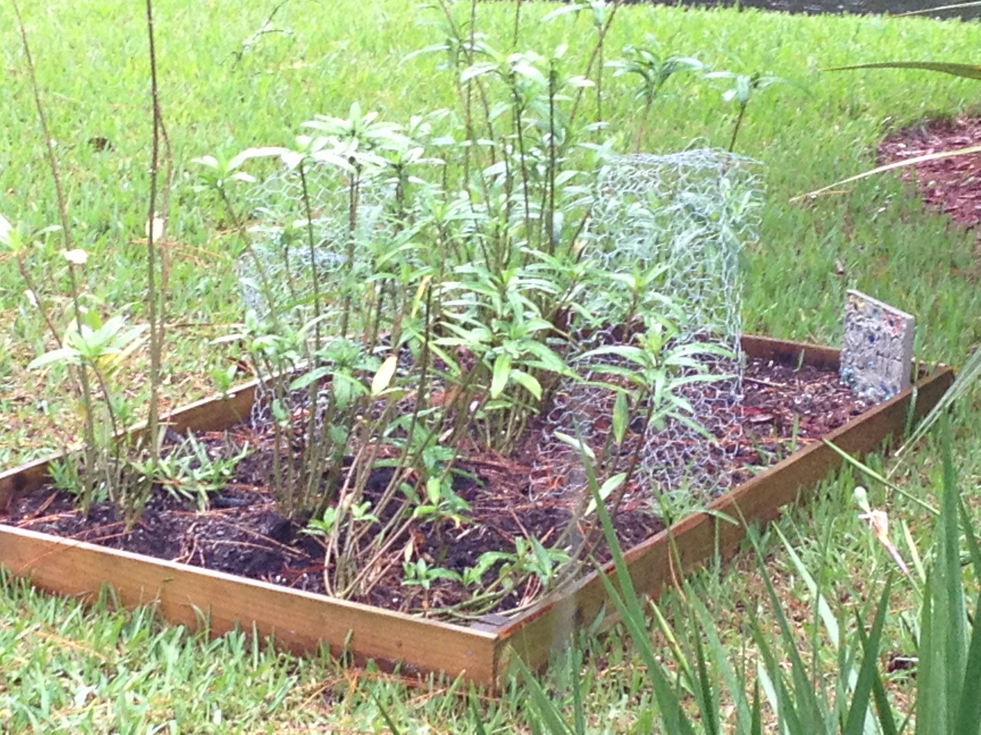 Garden Fertilizer With Coffee.