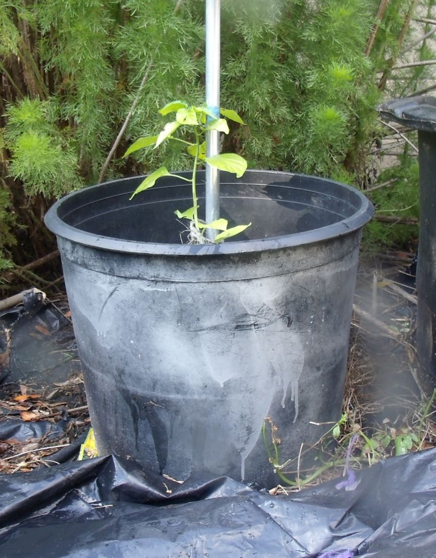 Rescued Garden Containers