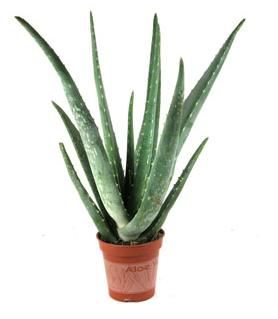 How to Treat a MINOR Burn With an Aloe Vera Plant!