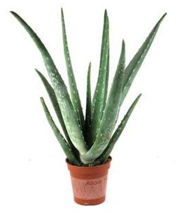 How to Treat a MINOR Burn With an Aloe Vera Plant! : 4 Steps - Instructables