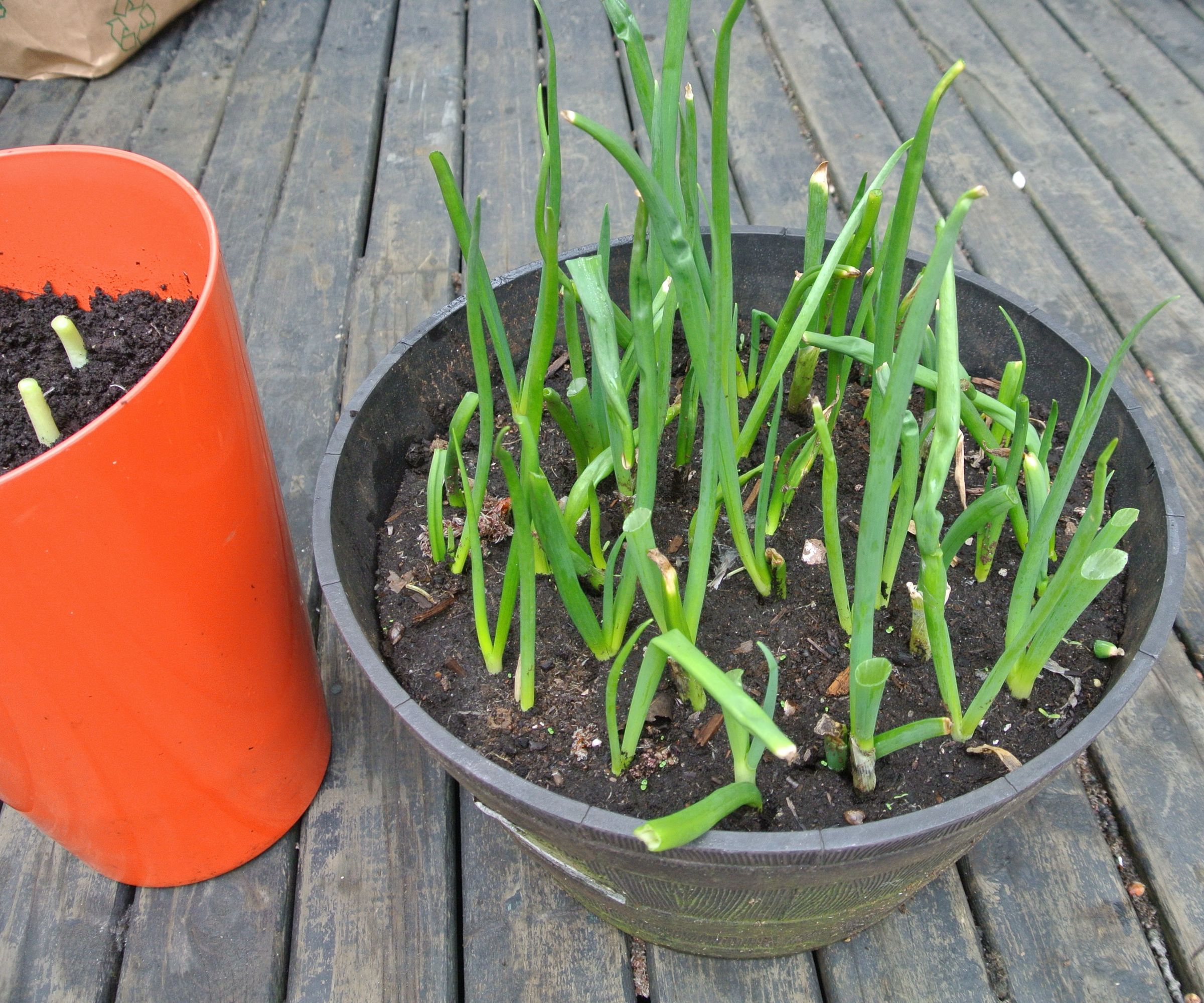 How to Grow Scallions or Green Onions