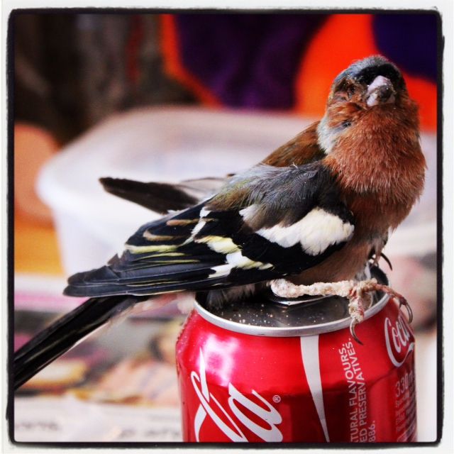 Chaffinch Taxidermy (1st Attempt, Graphic Photos, You've Been Warned!)