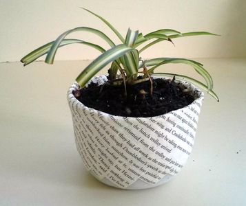 Plant