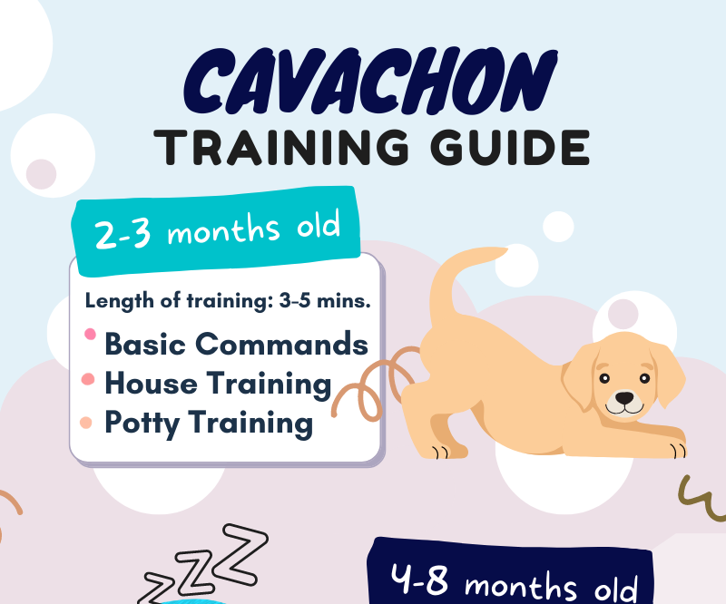 Cavachon Training Guide