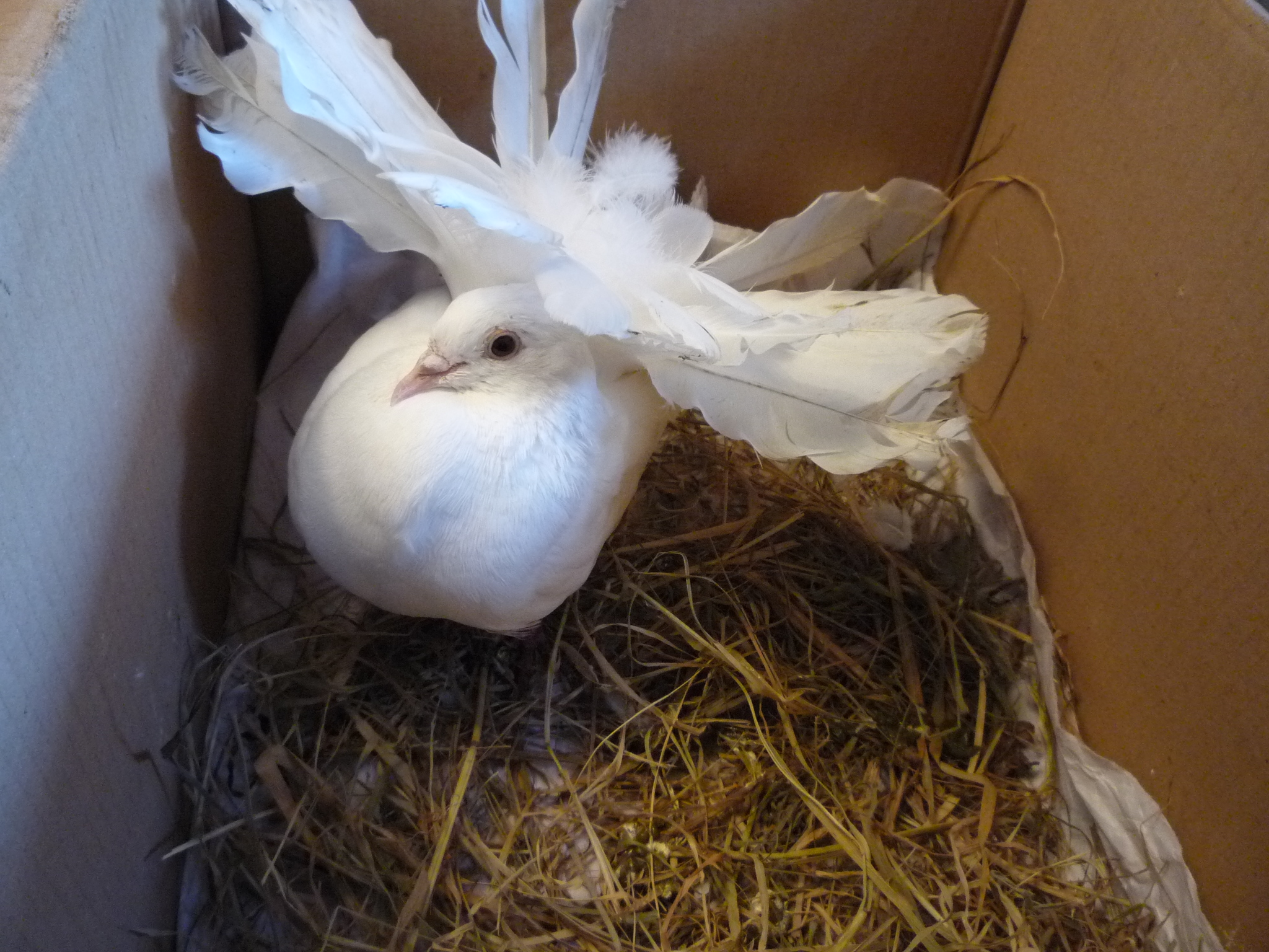 How to Treat a Deep and Badly Infected Wound on an Organic Fantail Pigeon. Suitable for Other Organic Poultry.