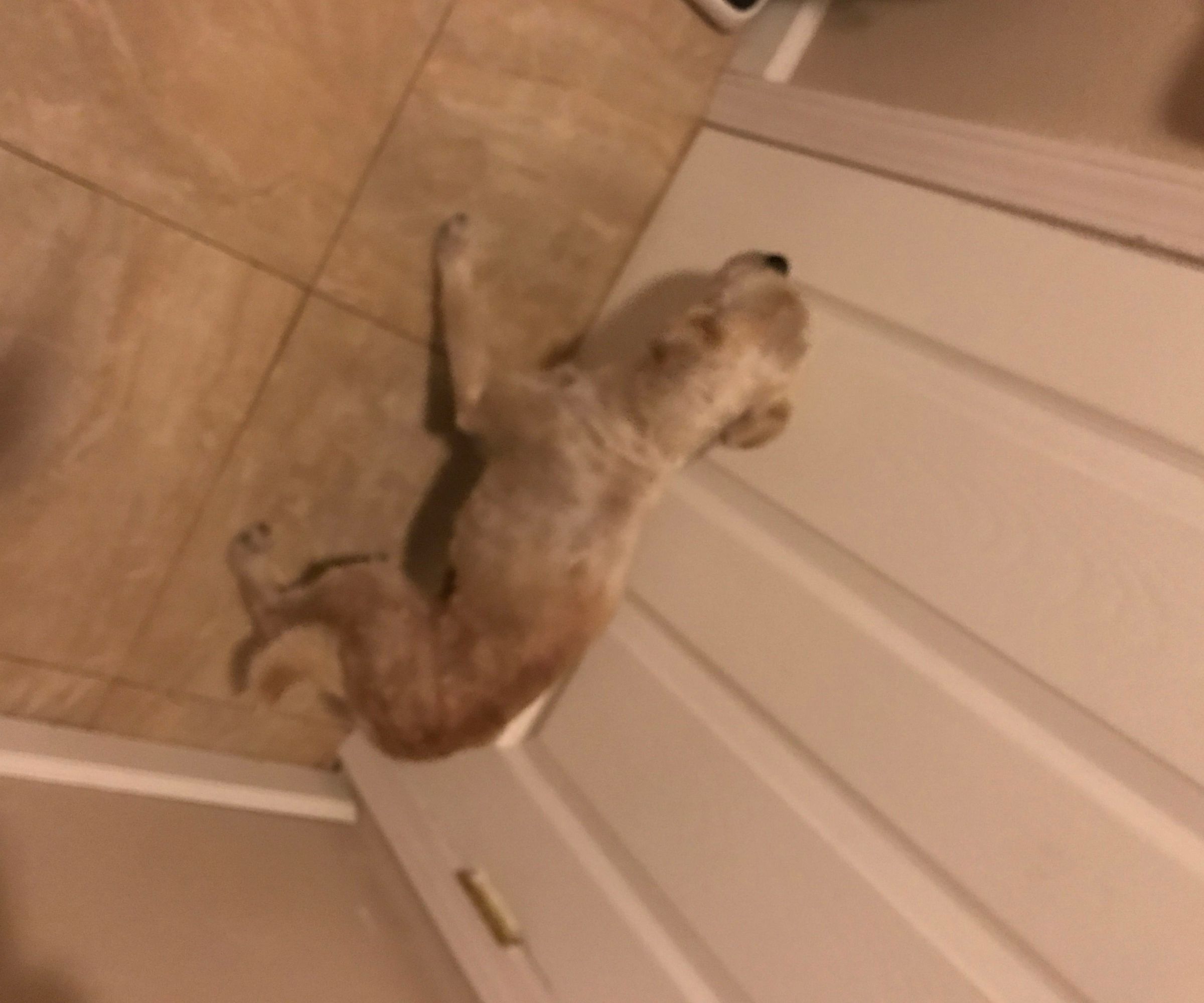 How to Bathe a Dog