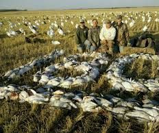 Enjoy Duck Hunting in Missouri With Help of Several Guides Available for Help