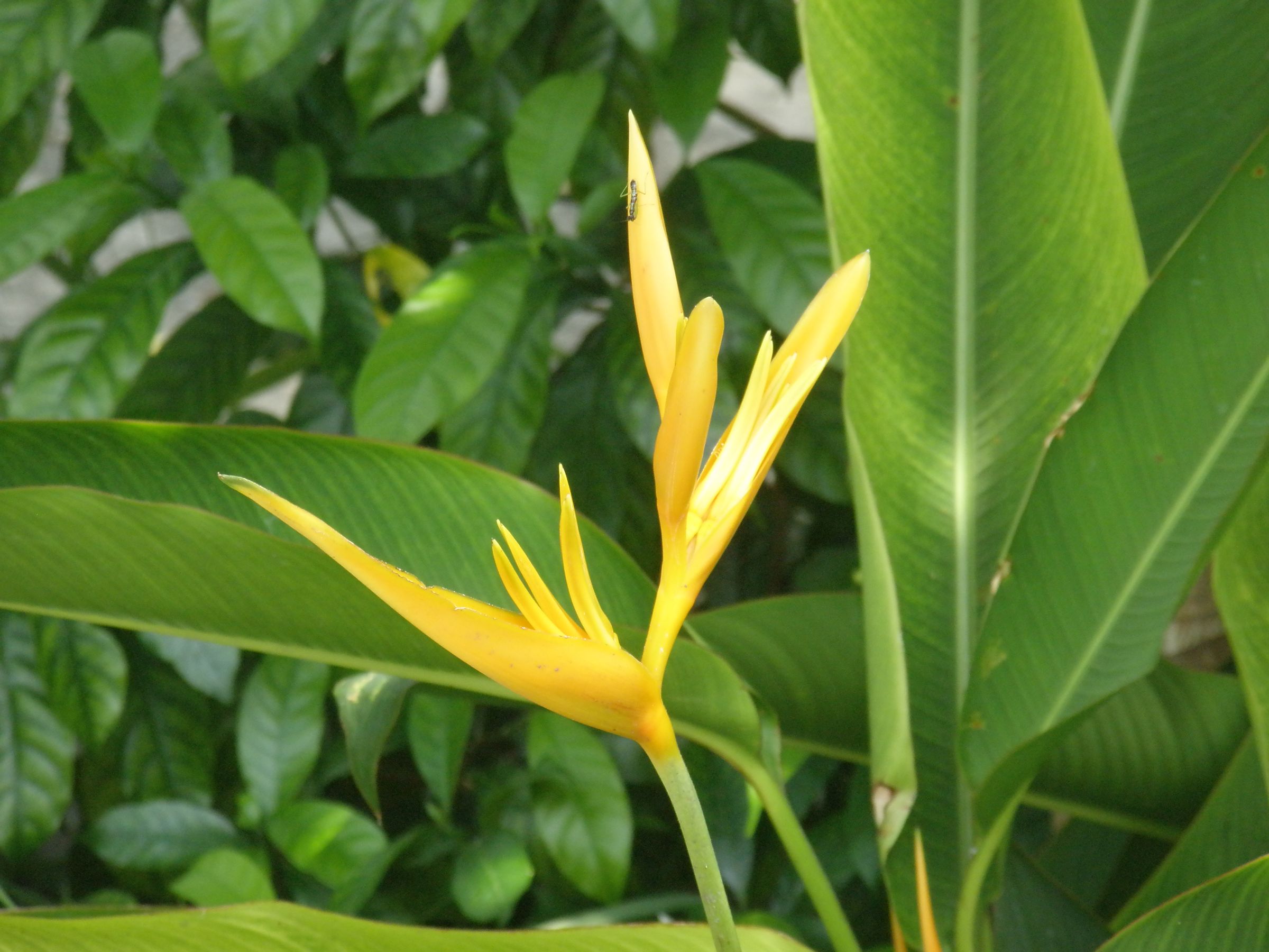 Beautiful Flowers
