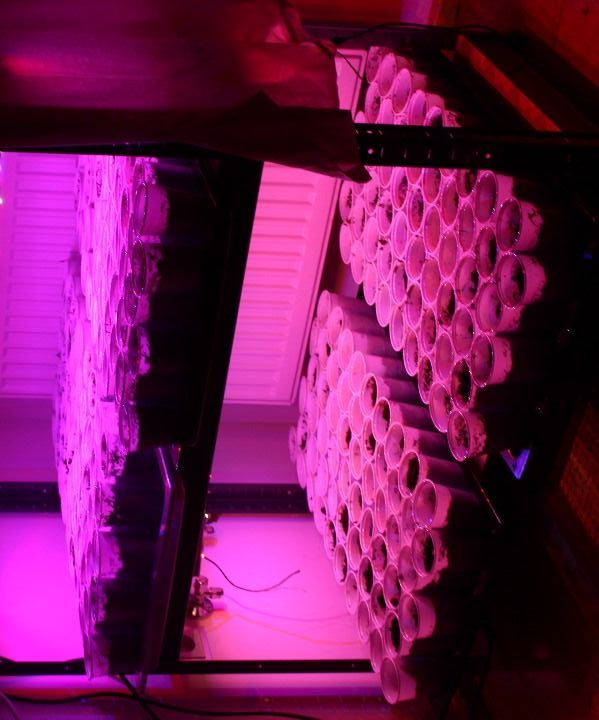 60W 30€ Dimmable LED Grow Light 