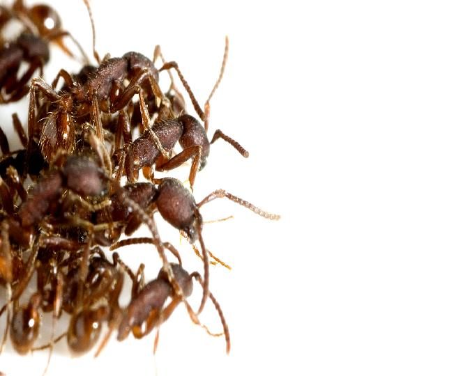 Collect Ant Colonies Using Army Ants
