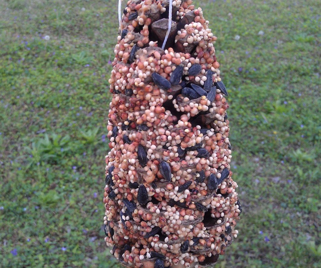 DIY Bird Feeder