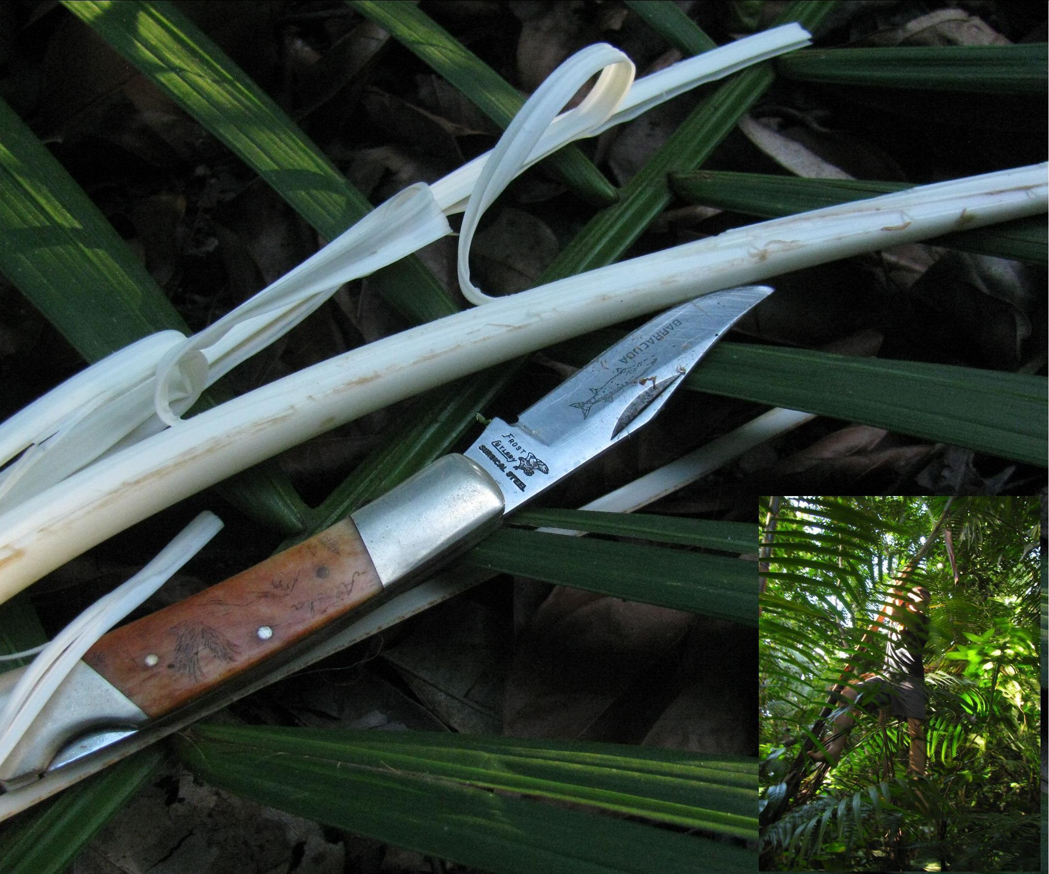 Jungle Survival - Food - Palm Cabbage (with Only a Pocket Knife)