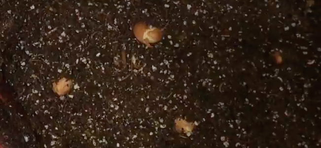 Plant in Soil