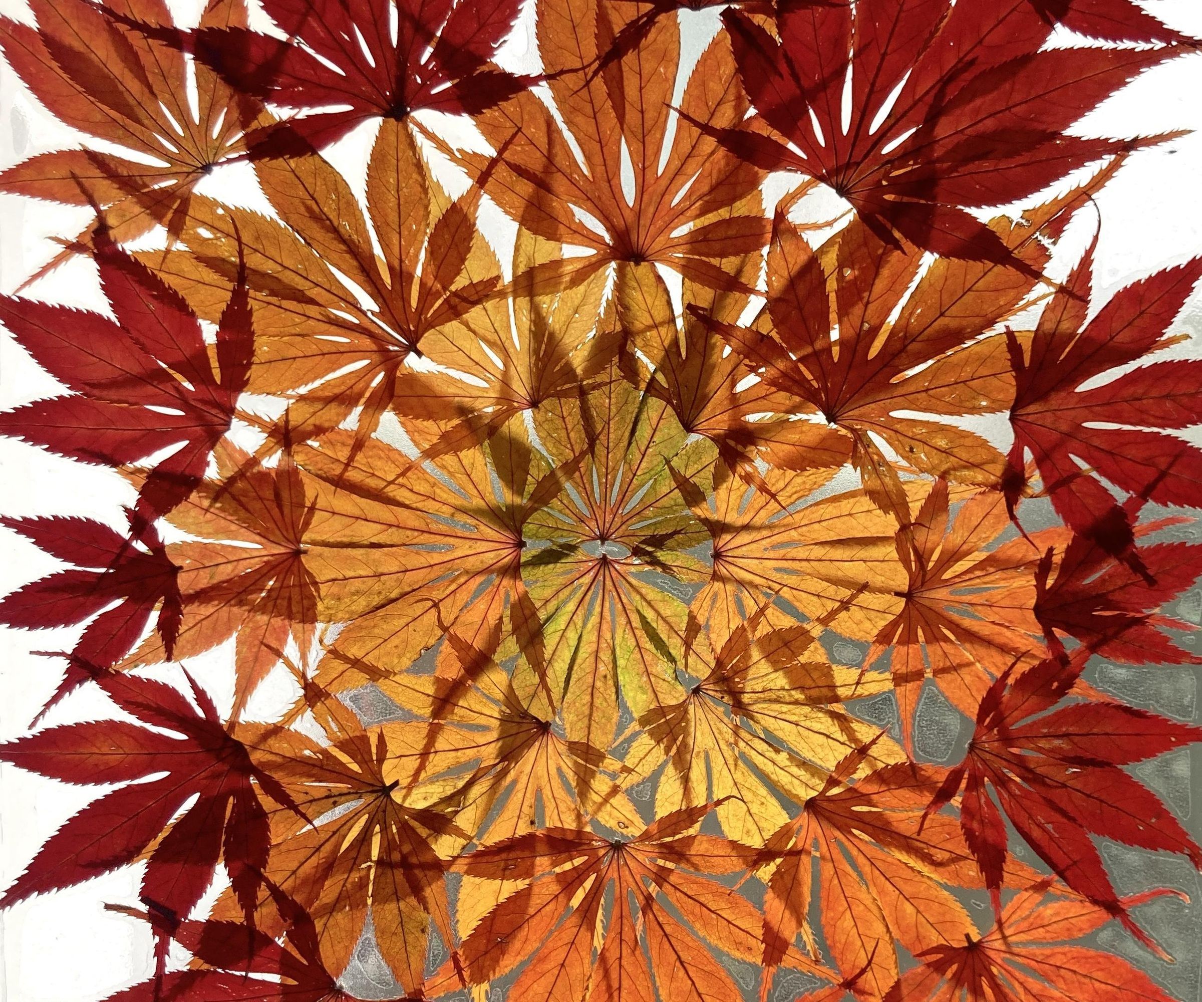 🖼️ 🍁 Frame Your Fall: Low-cost Leaf Gradient Suncatcher
