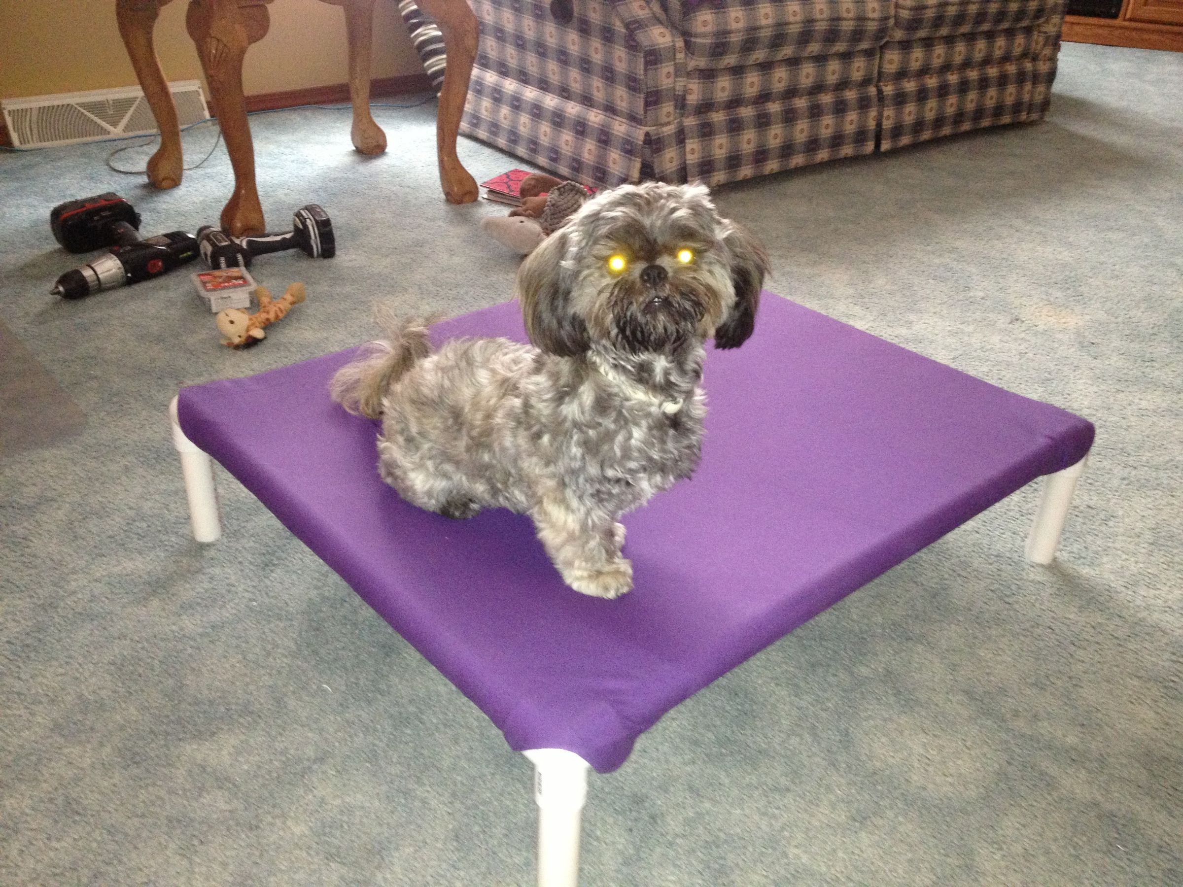 Build a Dog Cot for Around 10 15 Steps Instructables